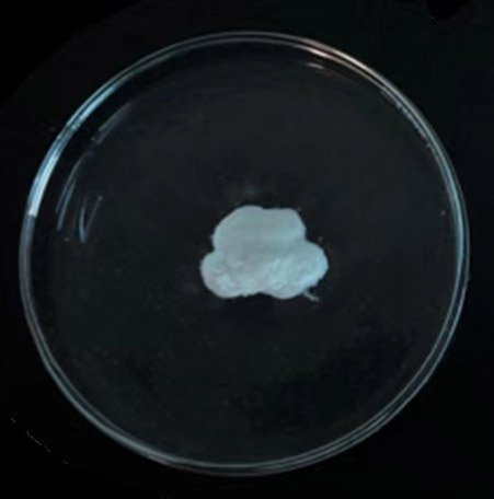 膨胀微球- DU200X3